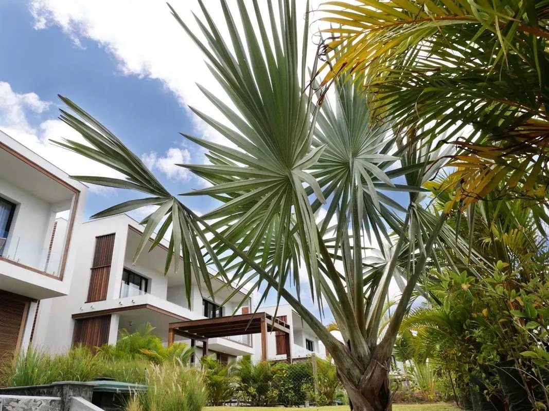 TAMARIN – Modern 3-bedroom villa with pool for long-term rental